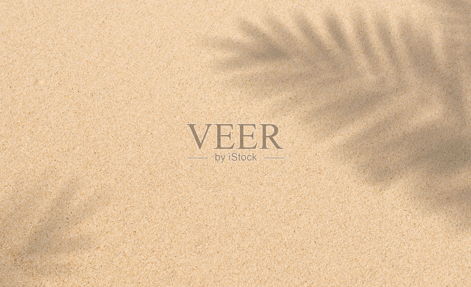 沙子纹理背景与棕榈叶剪影照片摄影图片