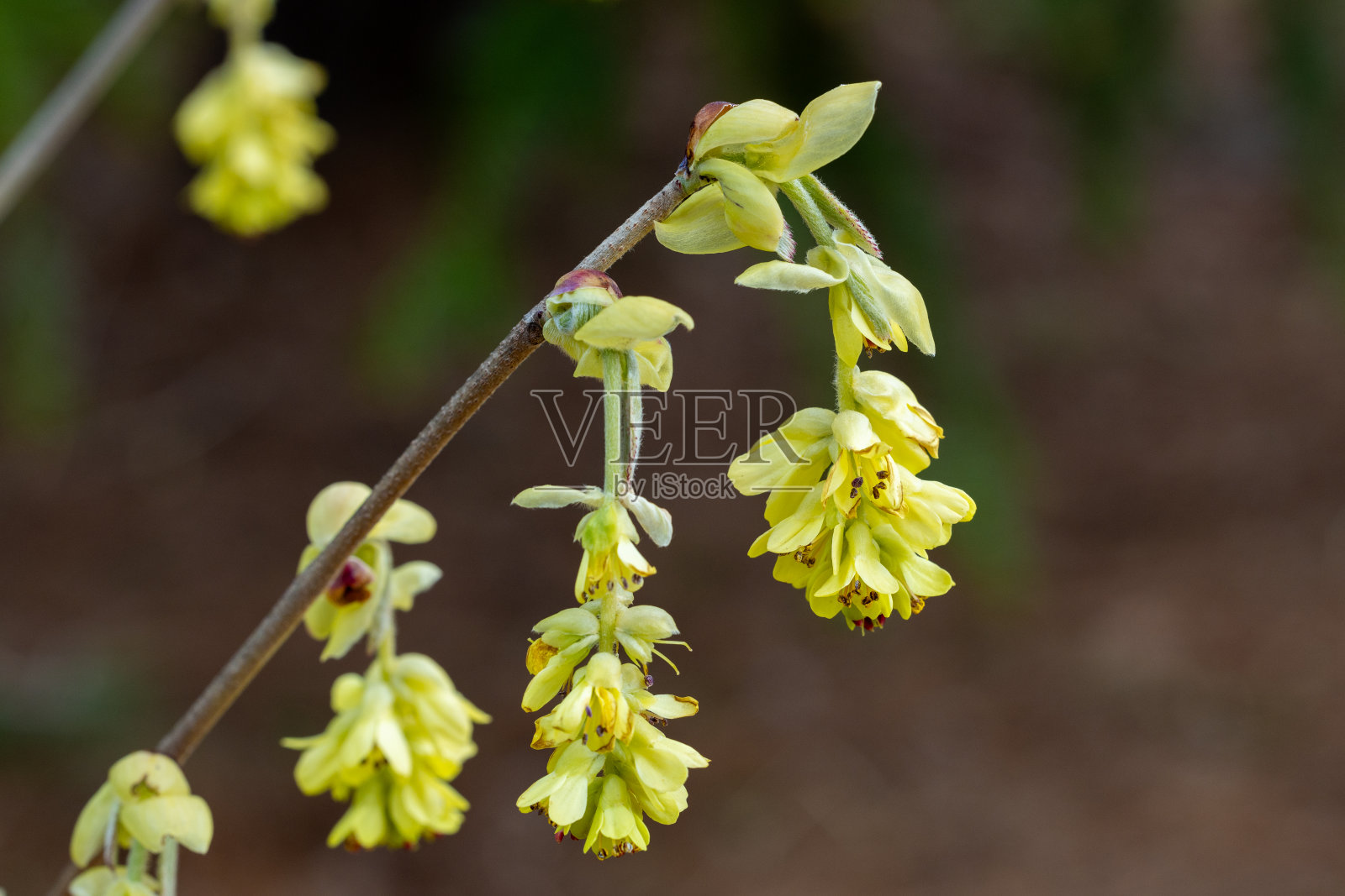 黄色的穗状金缕梅花，盛开在森林里。照片摄影图片