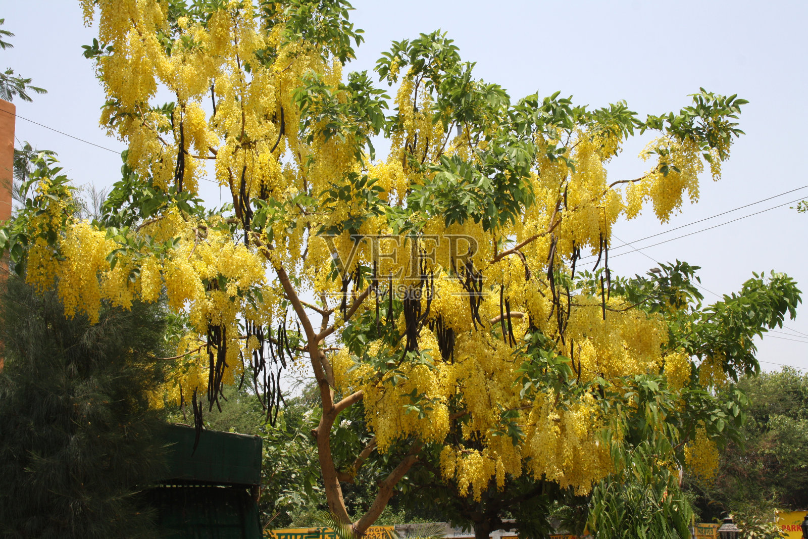 印度金盆草(决明子)盛开着金色的花朵(桑吉夫·舒克拉摄)照片摄影图片