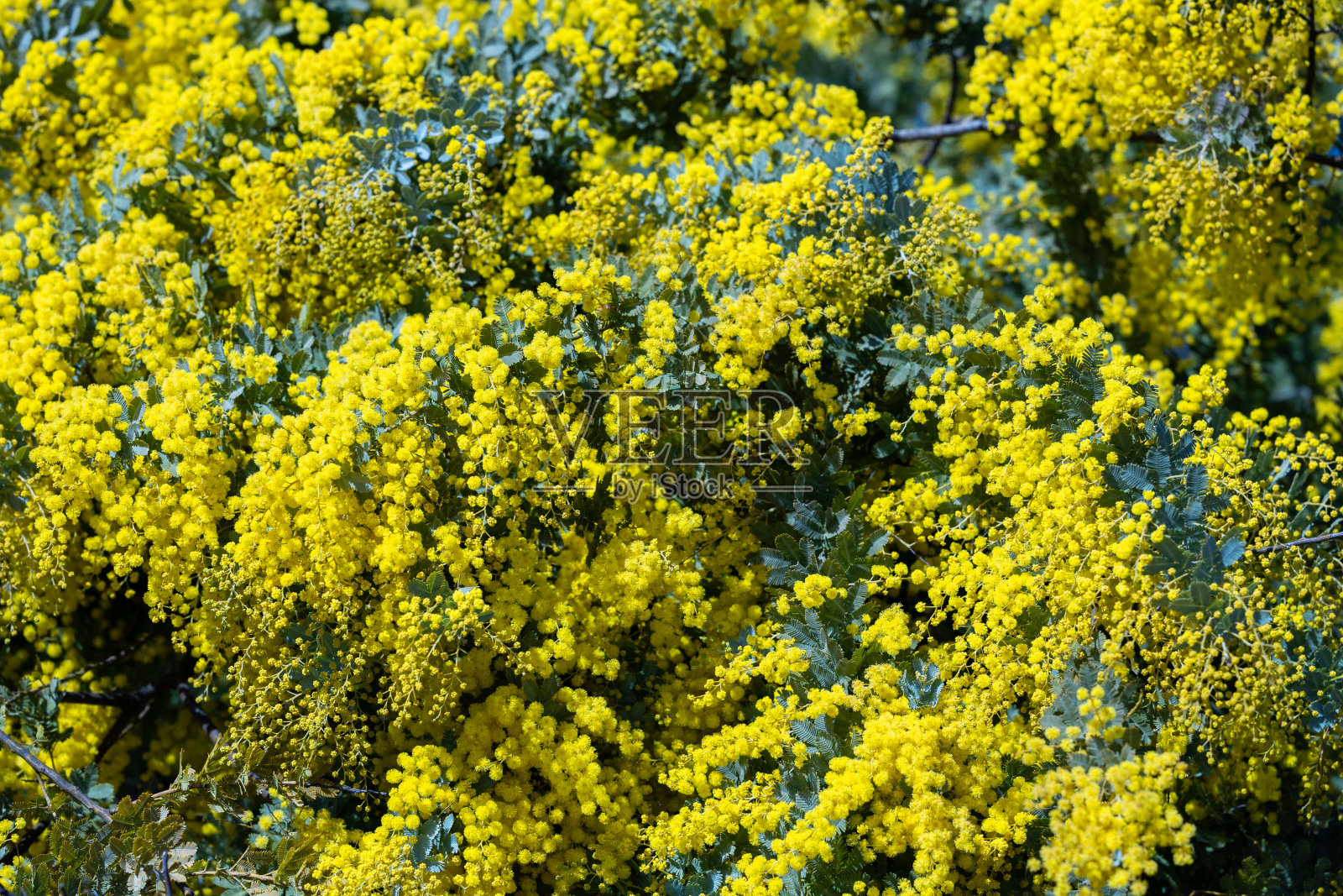黄色的含羞草花预示着春天的到来。照片摄影图片