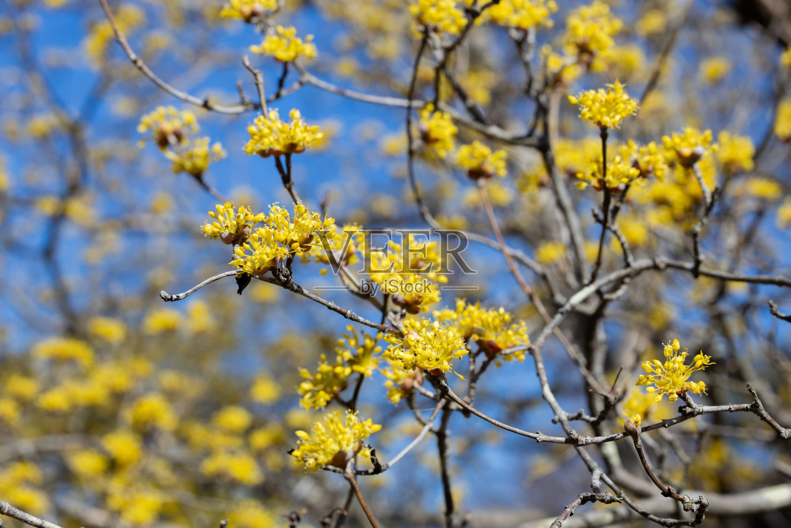 黄山祝玉，初春花开。照片摄影图片