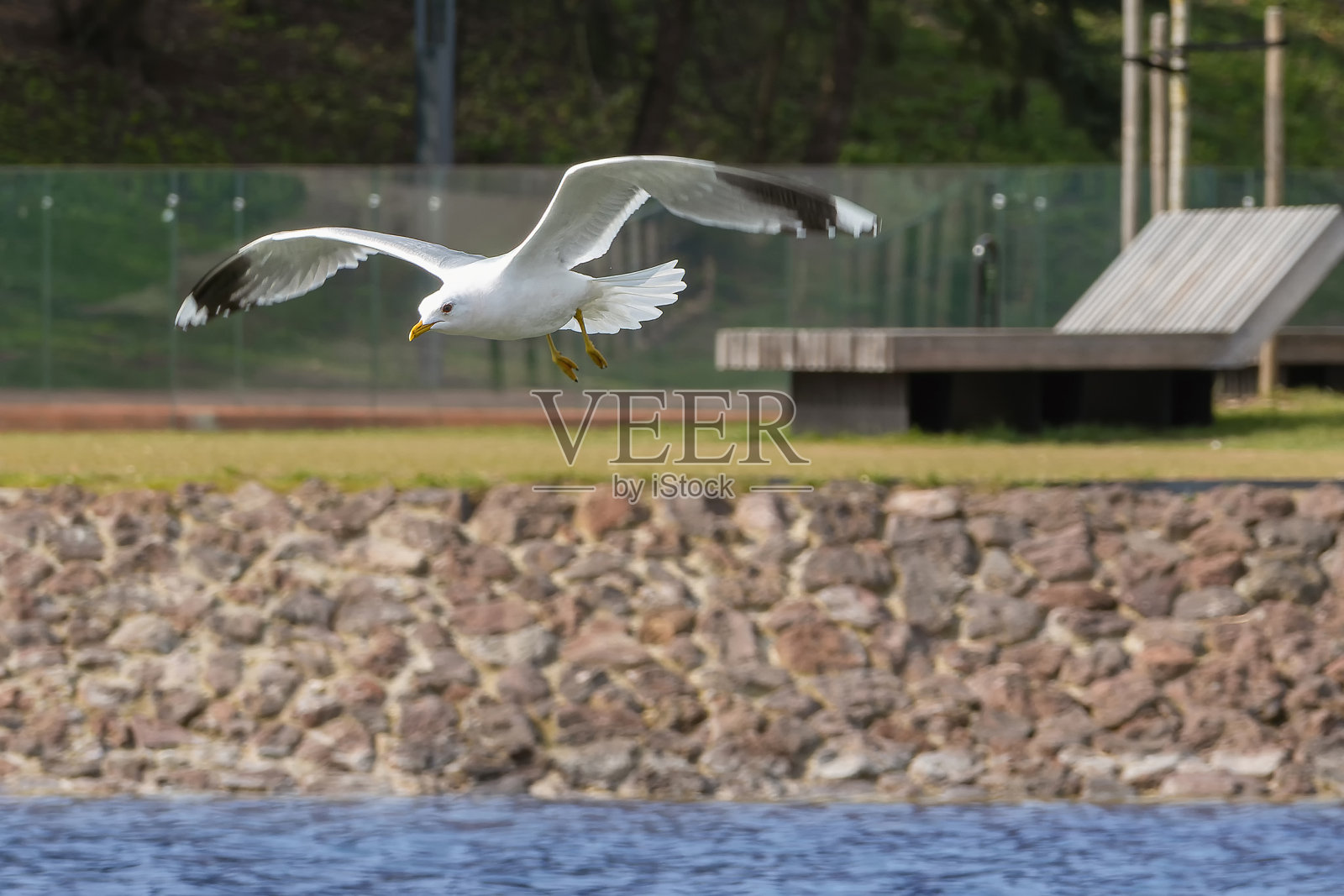 一只普通的成年海鸥，张开翅膀飞翔照片摄影图片
