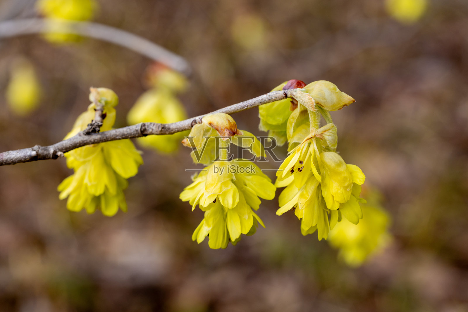 黄色的穗状金缕梅花，盛开在森林里。照片摄影图片