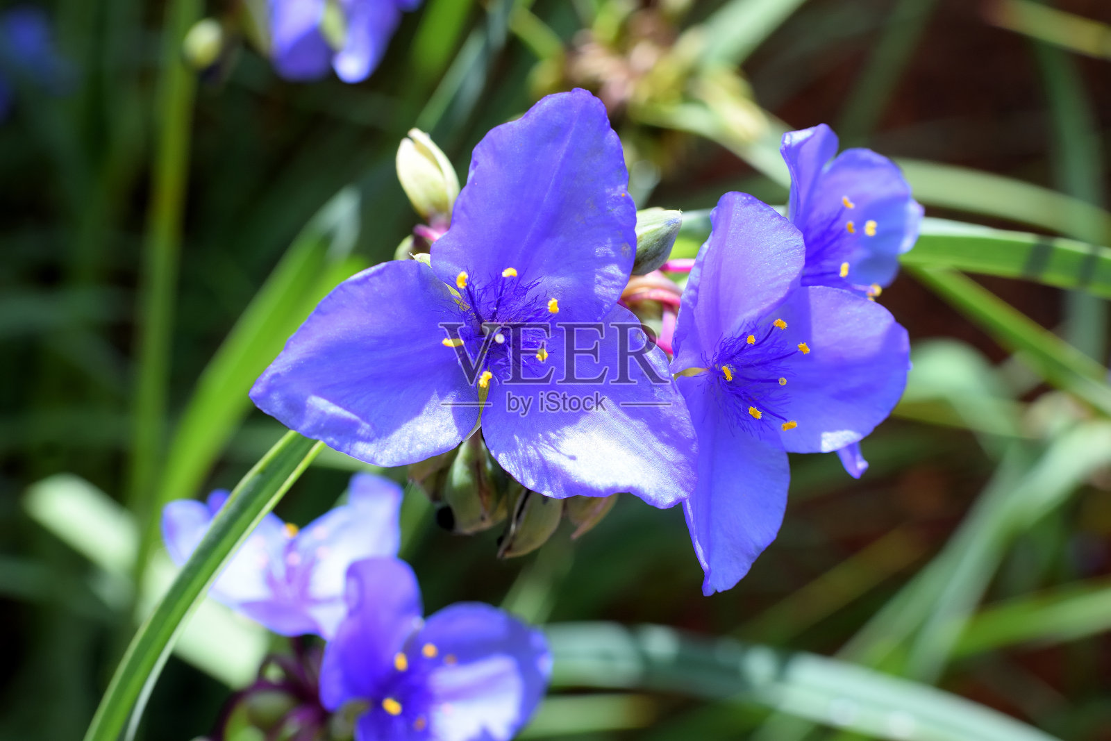 紫罗兰色蜘蛛草花照片摄影图片