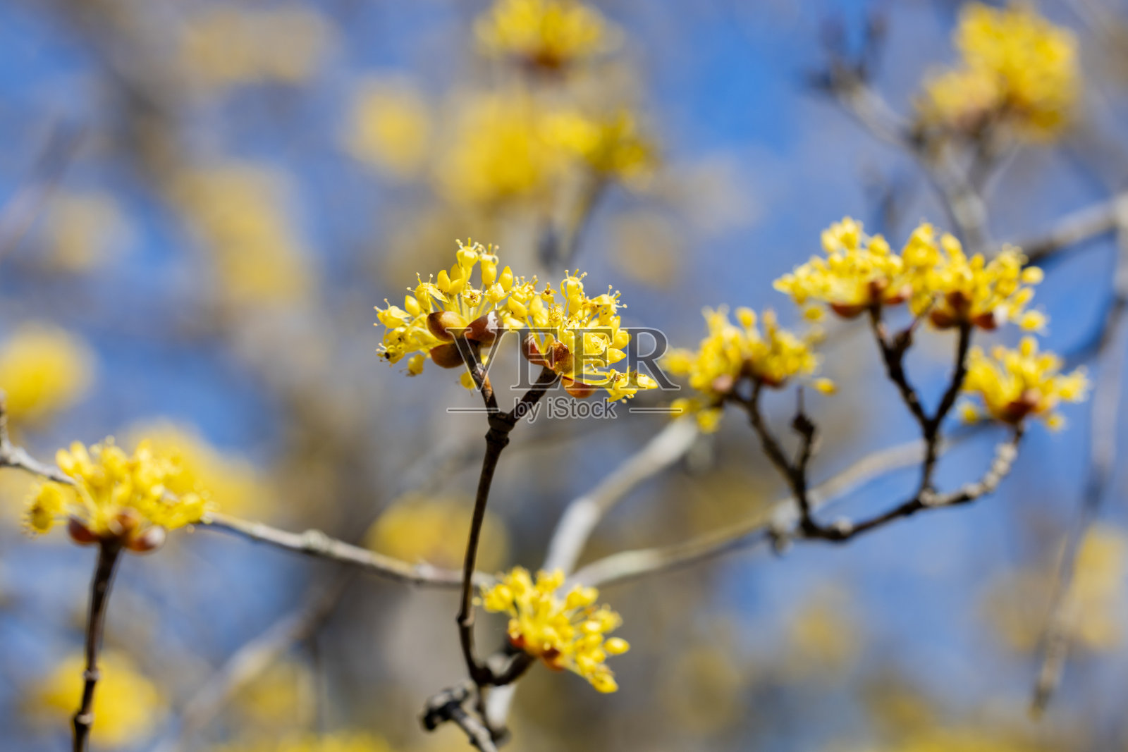 黄山祝玉，初春花开。照片摄影图片