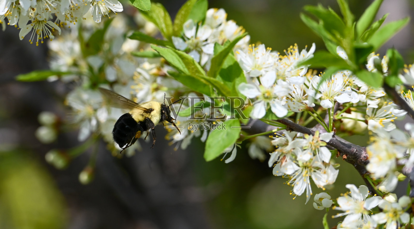 蜜蜂照片摄影图片
