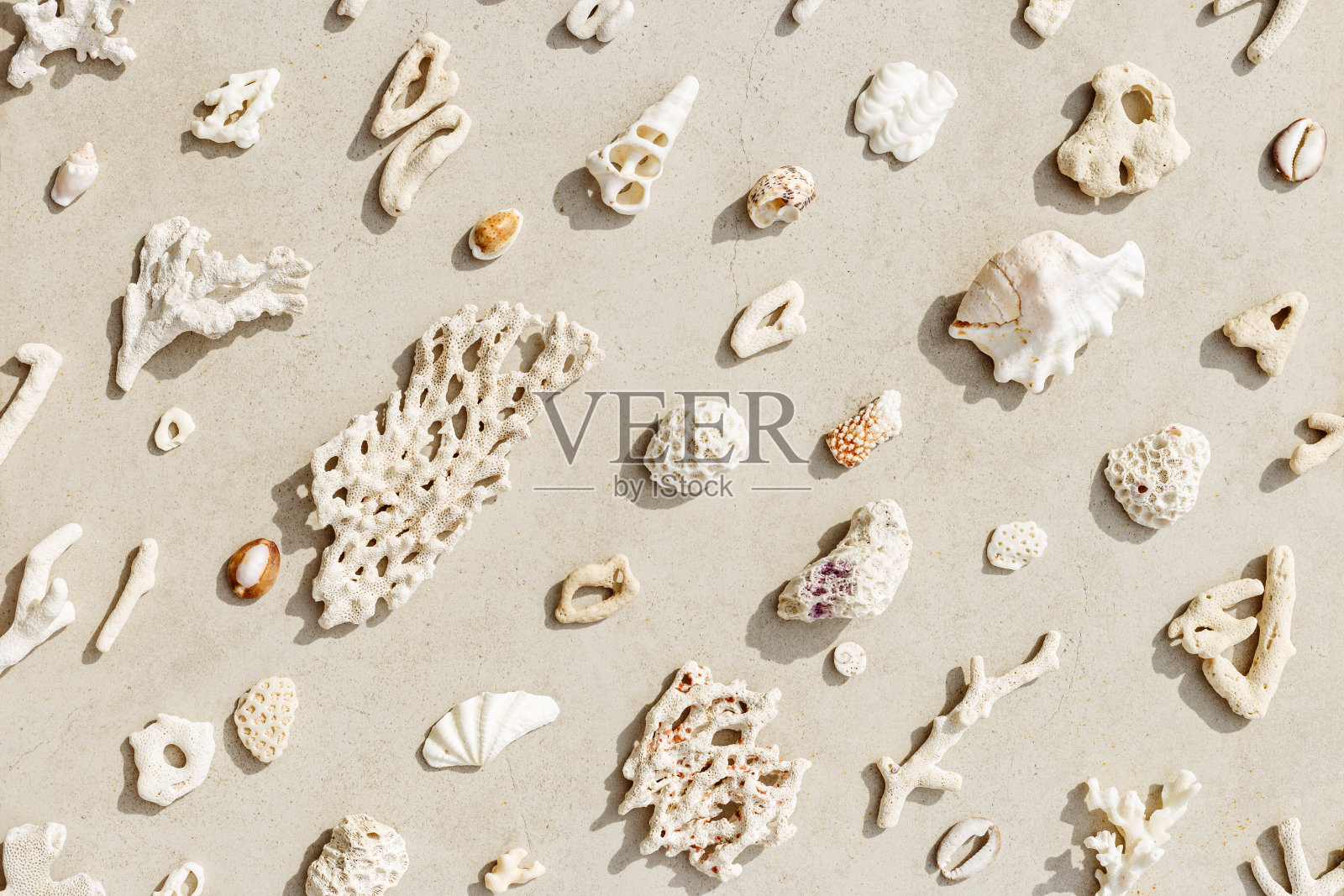 各种自然贝壳和珊瑚在阳光下，夏季自然静物从贝壳和珊瑚片安排在灰色米色的背景，极简风格的趋势创意图案，中性色调，俯视图照片摄影图片