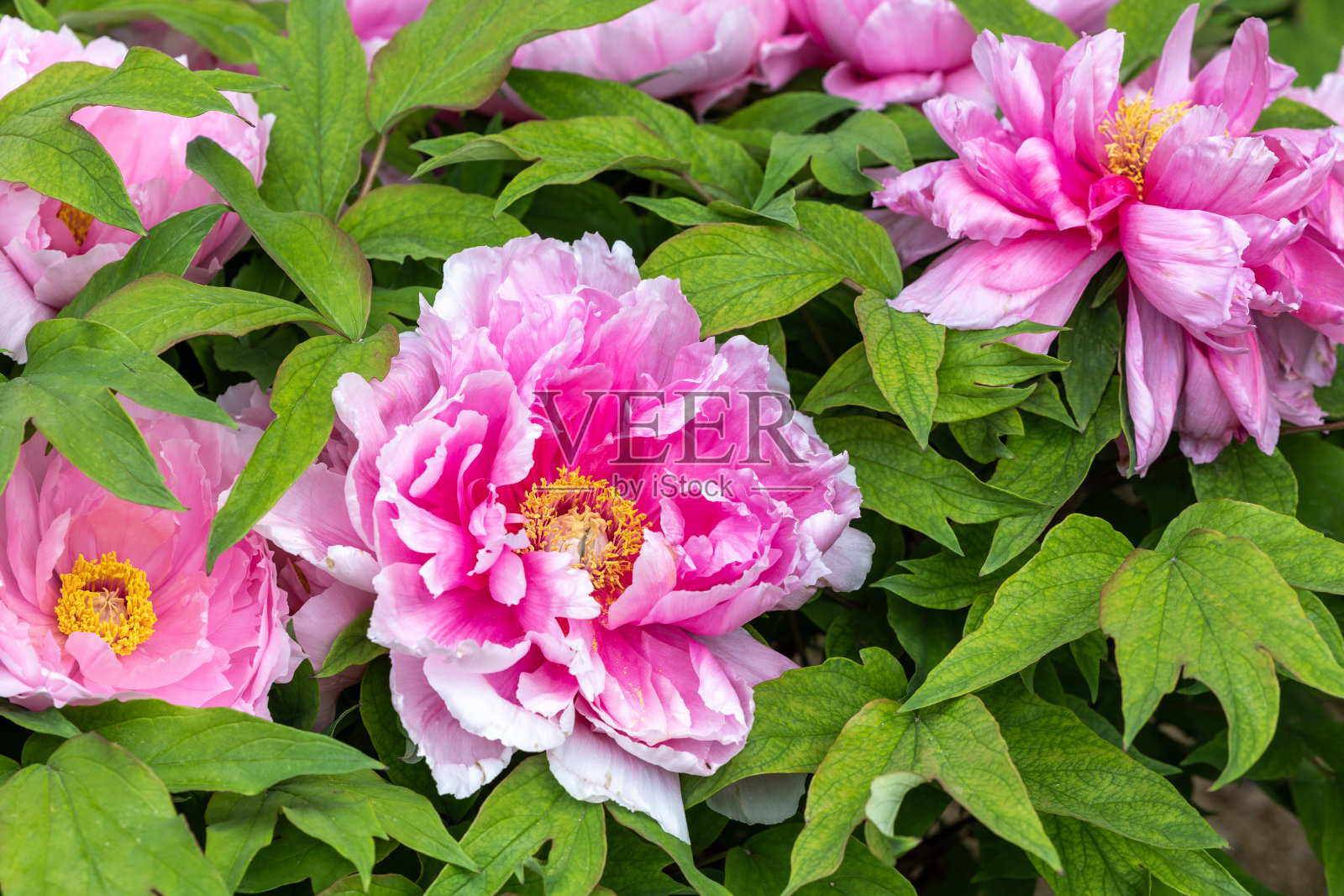 粉红色的树牡丹盛开在花园里。照片摄影图片