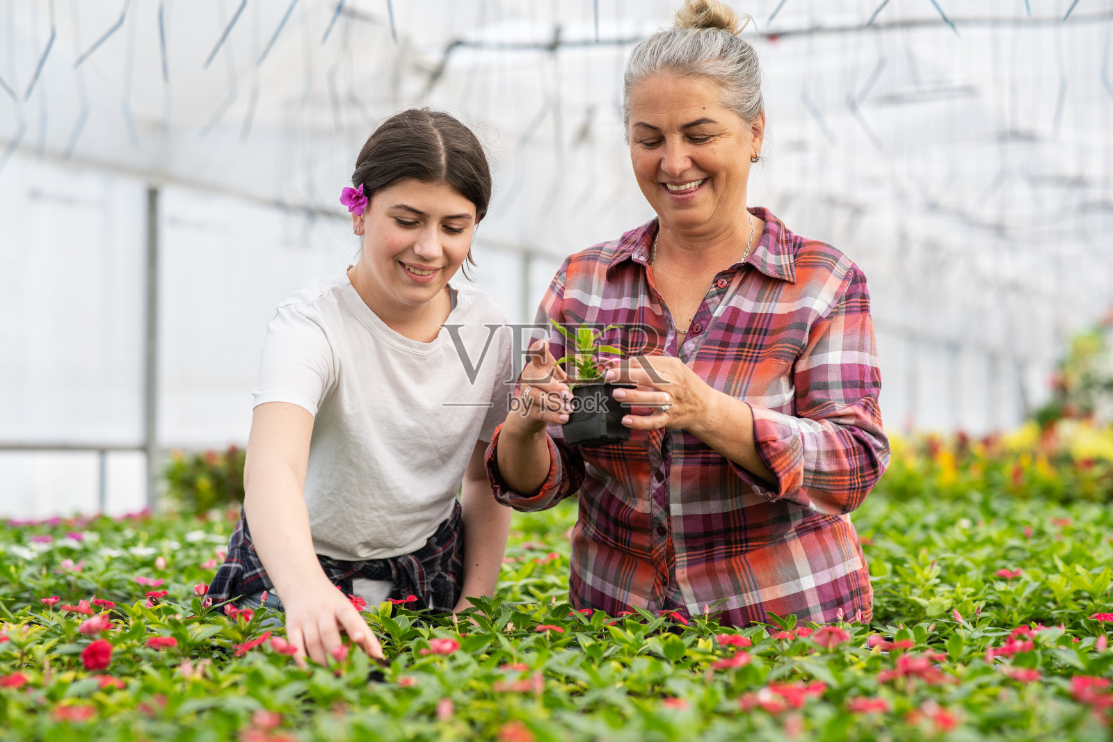 祖母和她的孙女在他们的温室花园里并肩工作。照片摄影图片