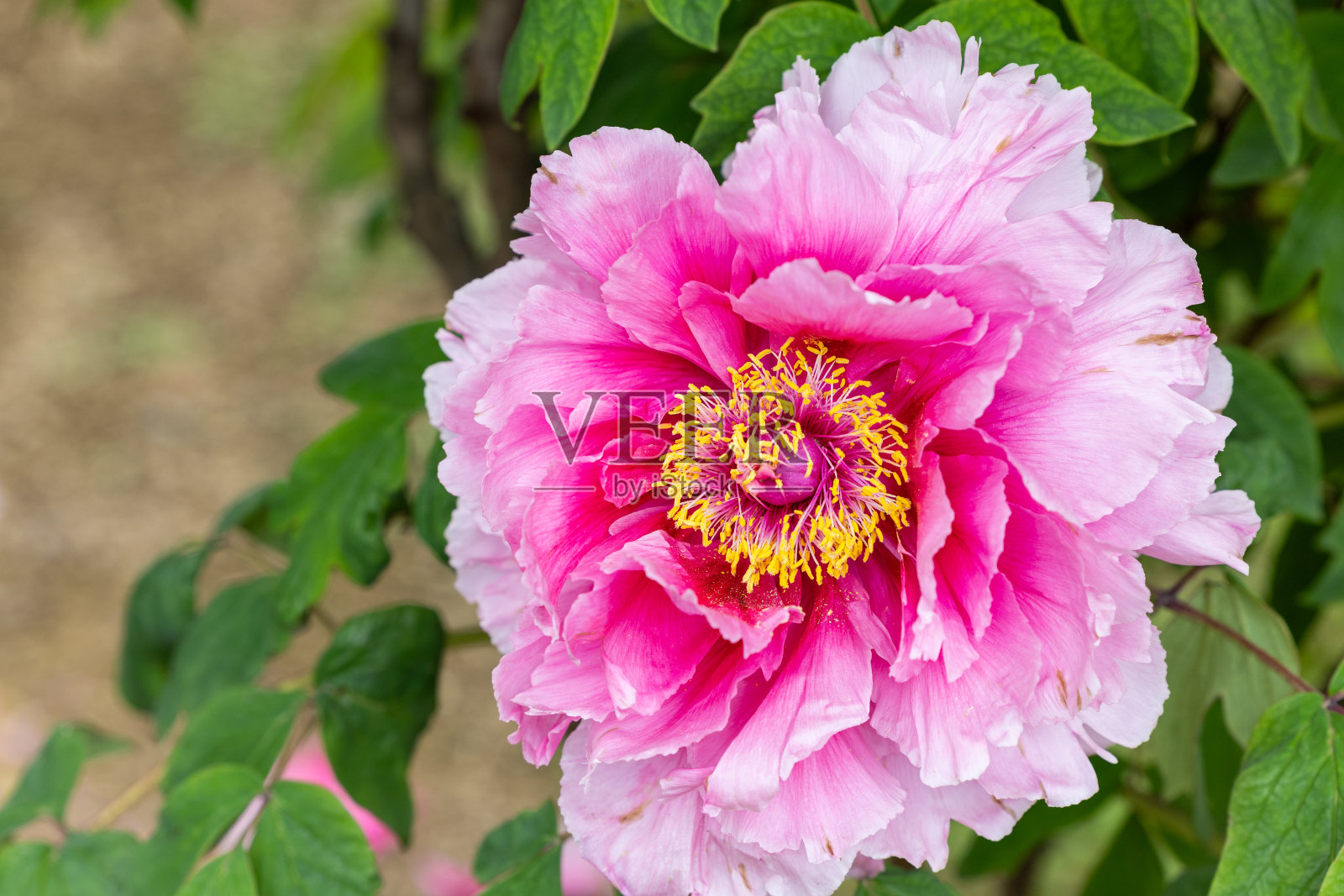 粉红色的渐变颜色按钮花在花园里。照片摄影图片