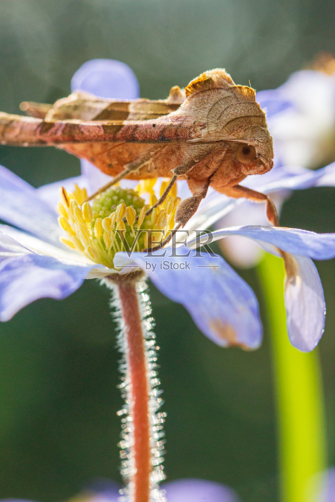 花中角花(Phlogophora melulosa)的特写照片摄影图片