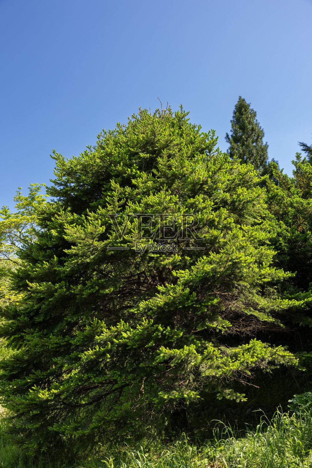 挪威云杉，春天有许多云杉。照片摄影图片