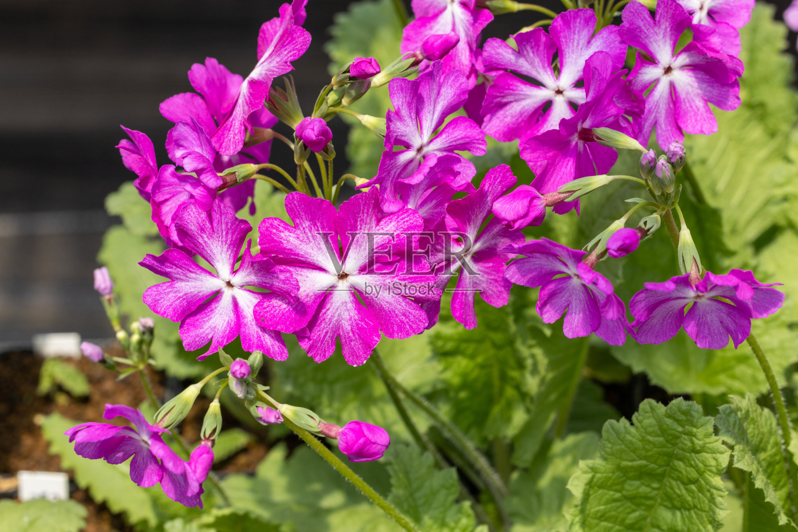 粉红色的三叶报春花盛开在春天的花园里。照片摄影图片