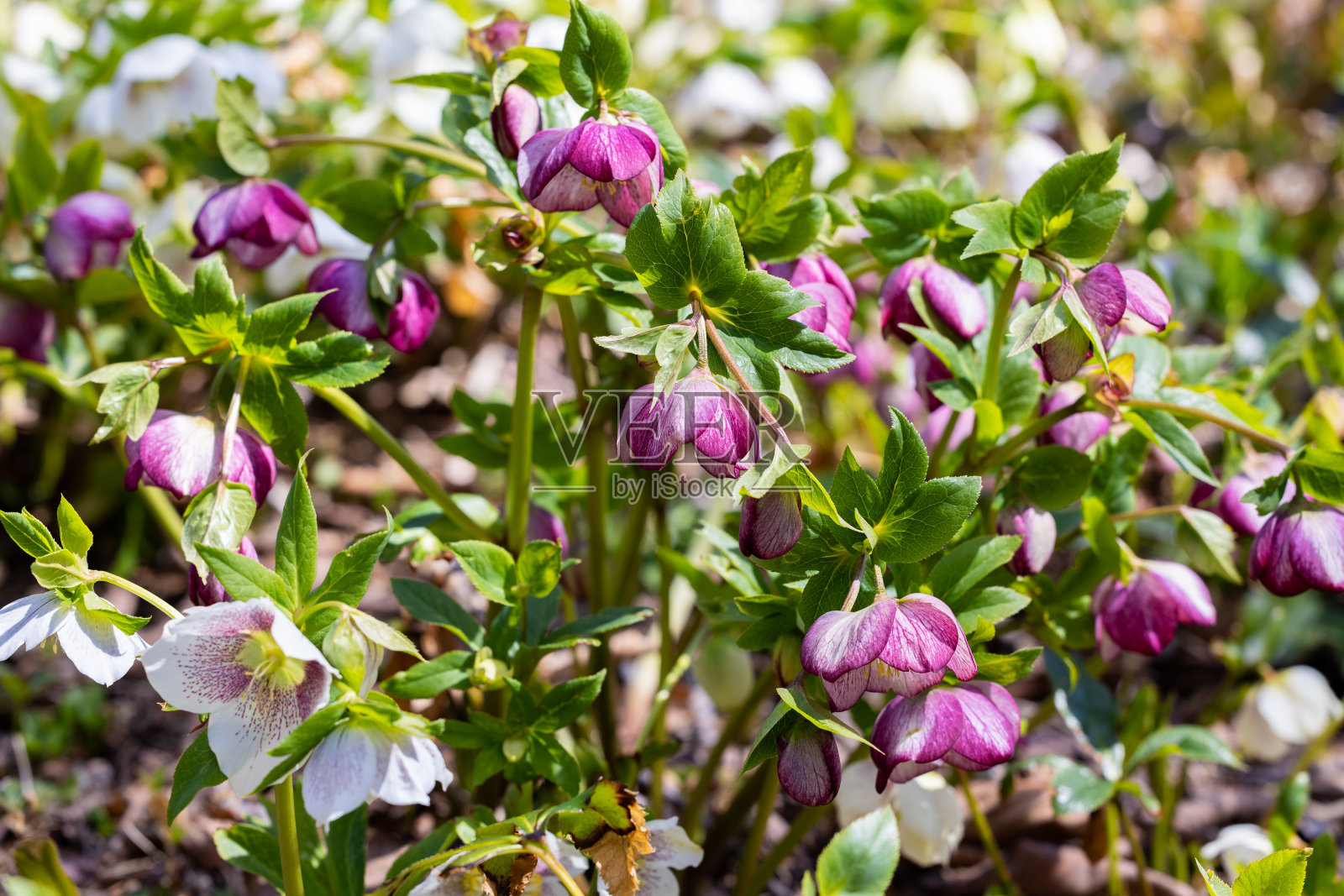 粉红色的嚏根草在早春的花园里盛开。照片摄影图片