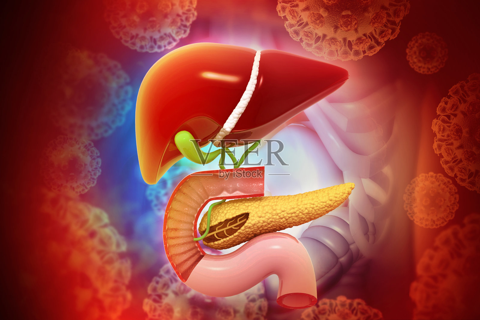 肝脏和胰腺疾病。三维演示照片摄影图片