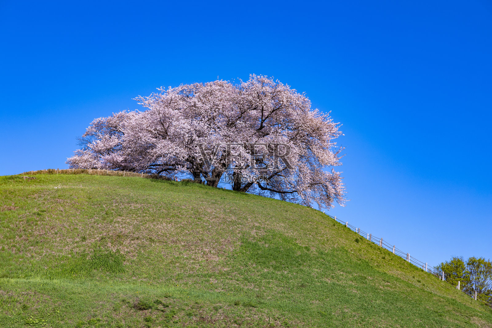 从崎玉古墓公园边看樱花。照片摄影图片