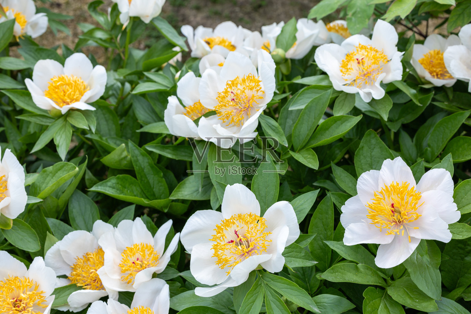 白色的牡丹花在花园里盛开。照片摄影图片