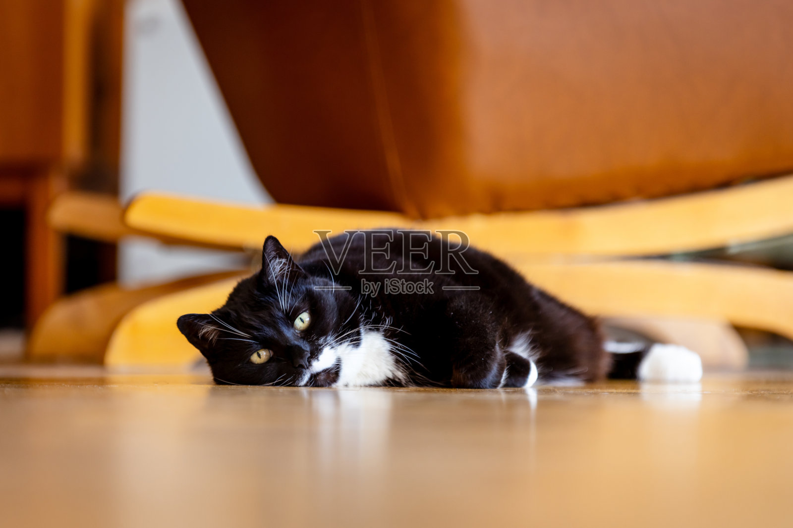 一只黑色的家猫躺在地板上。照片摄影图片