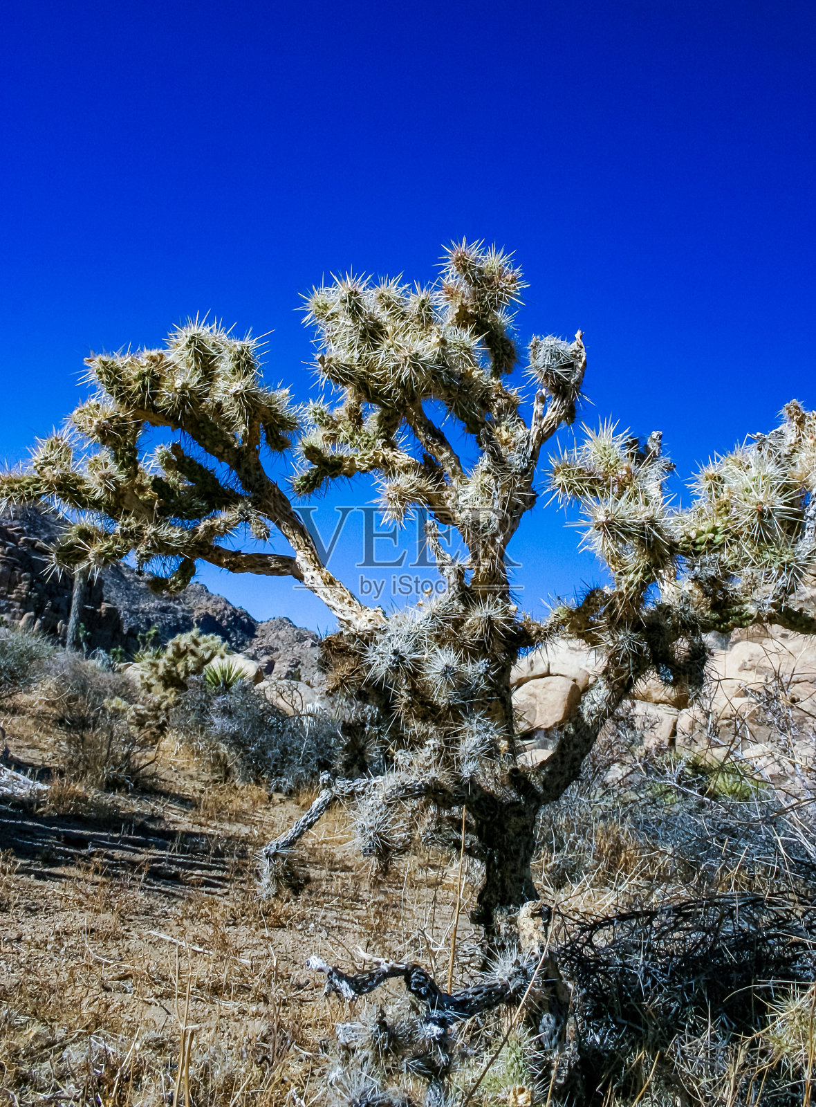 在约书亚树附近的岩石沙漠中，长着长长的银色刺的仙人掌形状照片摄影图片
