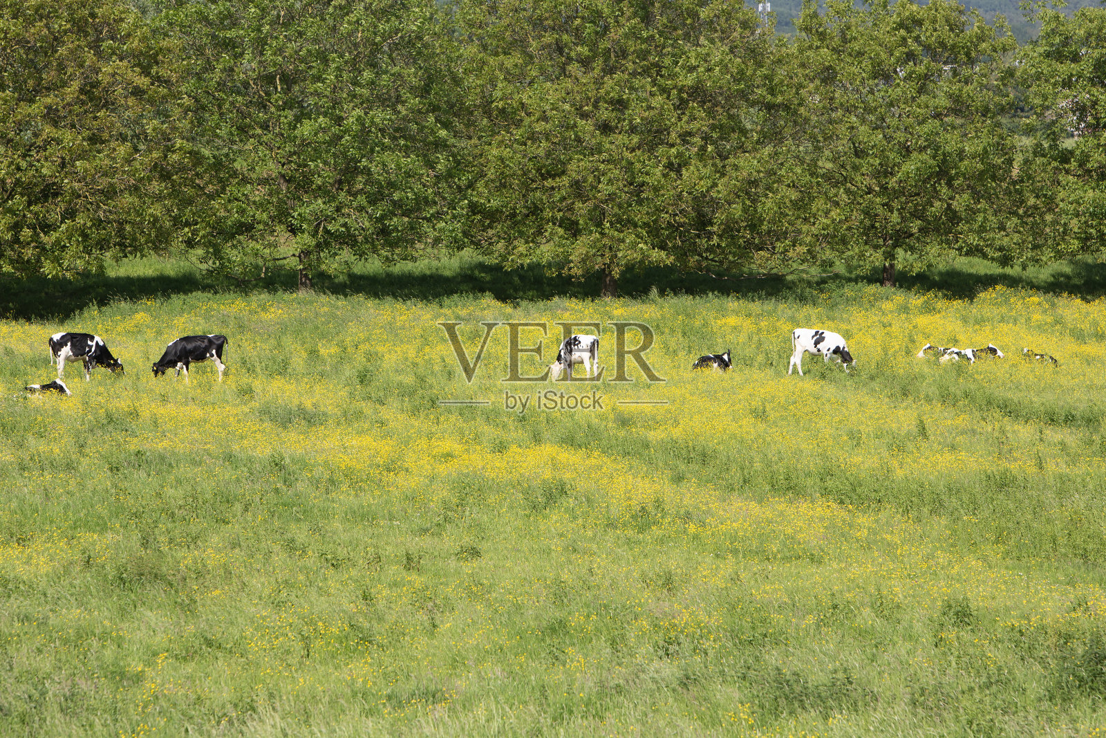 黑色和白色斑点的小牛在绿色草地与黄色毛茛照片摄影图片