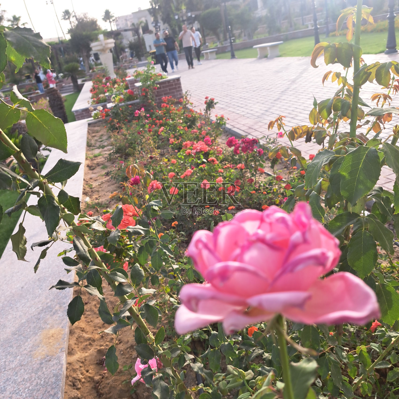 花园里的花照片摄影图片