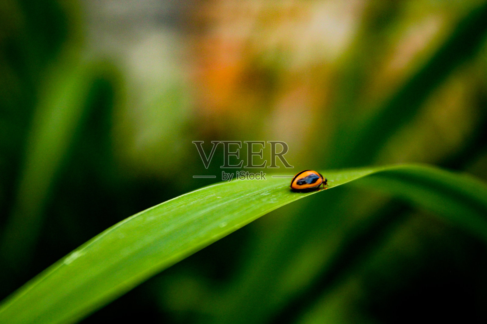照片的红色孔雀鱼不平等照片摄影图片