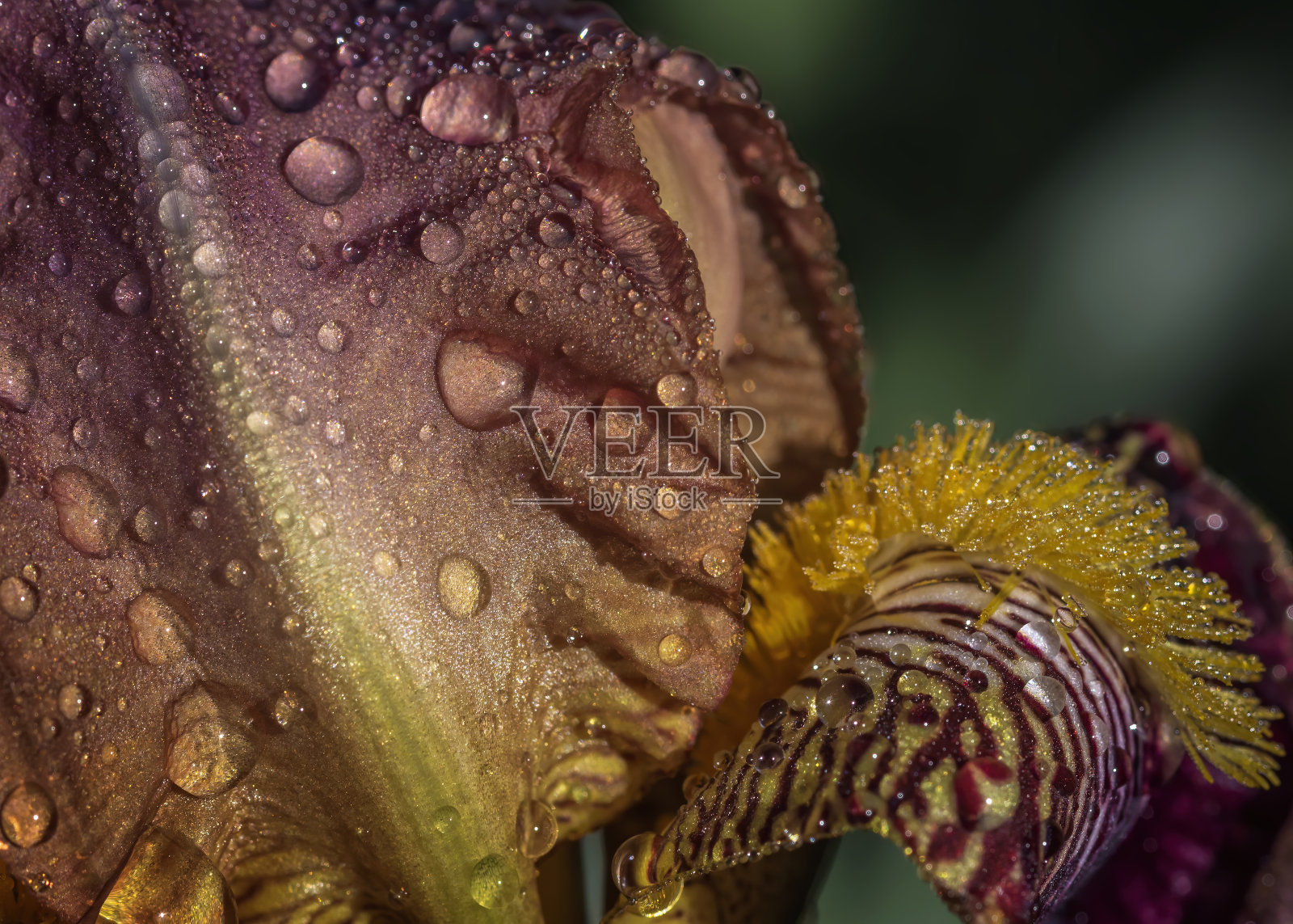 带露水的奇异花朵特写照片摄影图片
