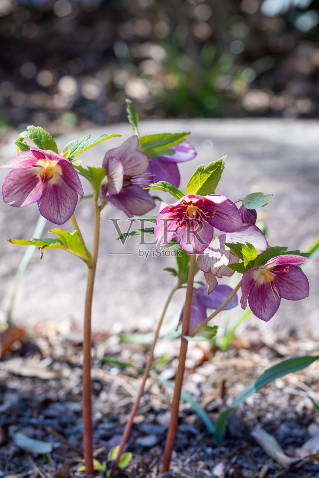 粉红色的嚏根草在早春的花园里盛开。照片摄影图片