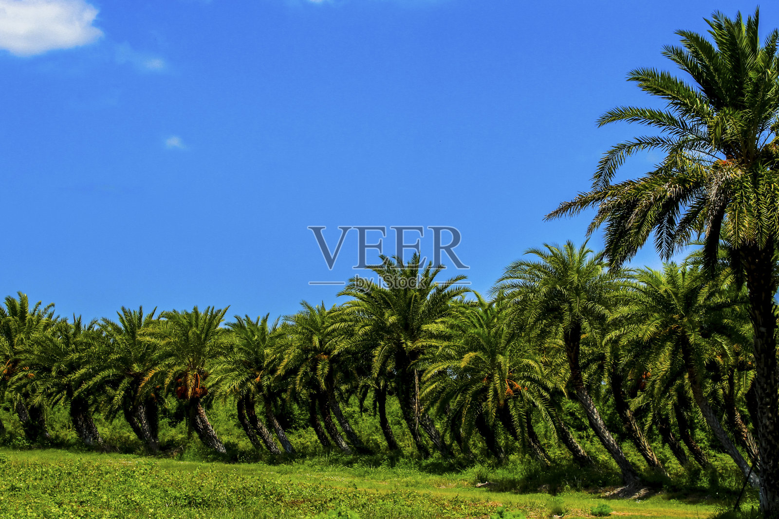 飓风使棕榈树弯曲照片摄影图片