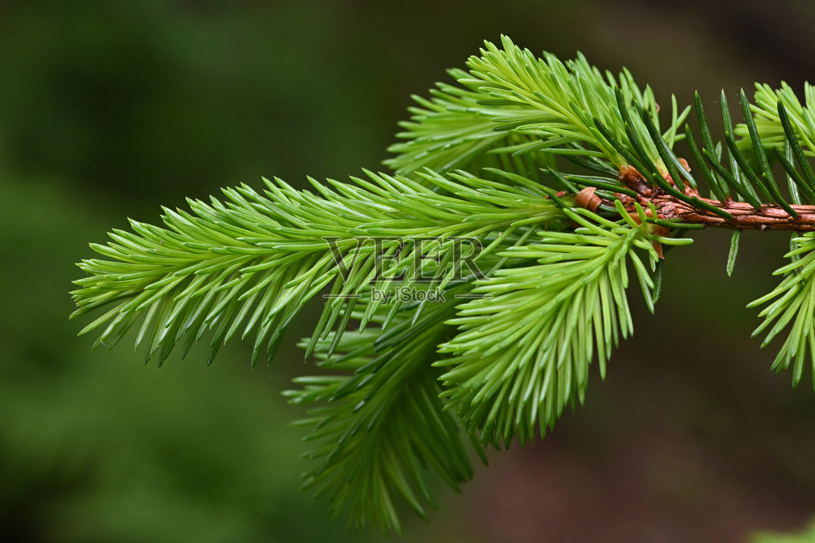 春天生长在一棵白色云杉树上照片摄影图片