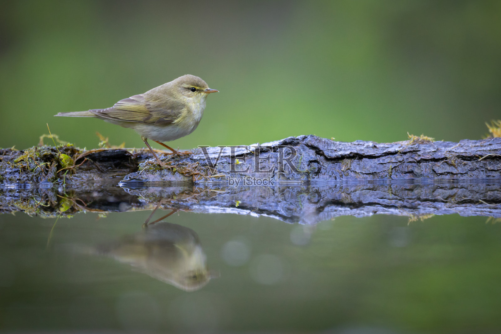 春天的时候，小鸟——柳莺栖息在树上照片摄影图片