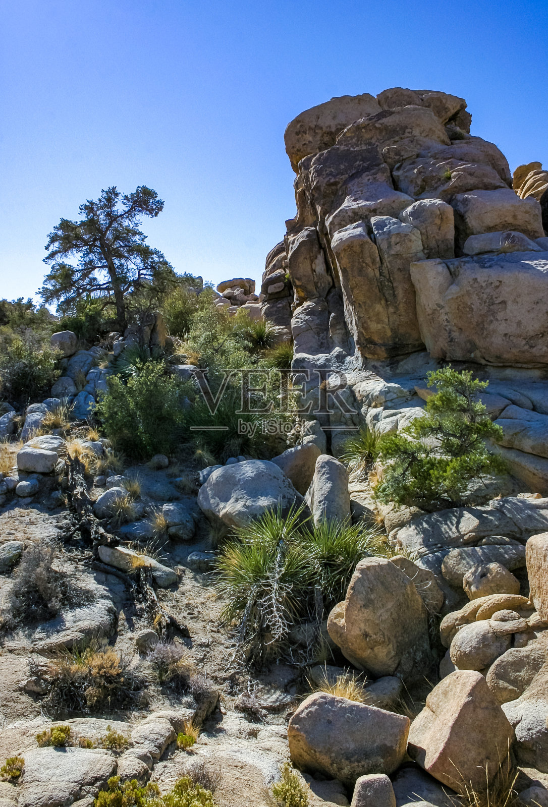 加州约书亚树国家公园岩石沙漠中的仙人掌、丝兰和针叶树照片摄影图片