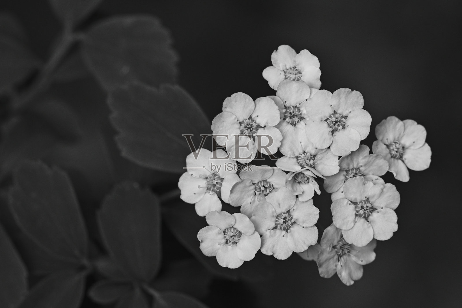 绣线菊的花和叶子是黑白相间的照片摄影图片