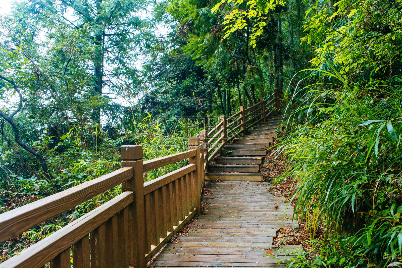 在森林里爬上木楼梯照片摄影图片