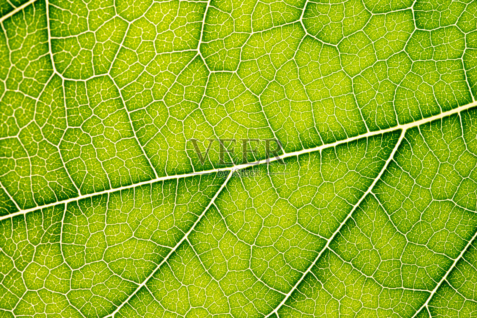 绿叶特写，叶脉纹理，绿叶背景，微距照片照片摄影图片