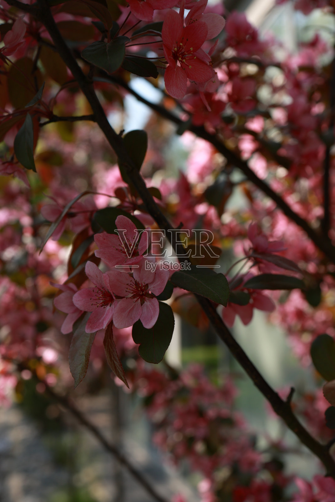 开花苹果树照片摄影图片