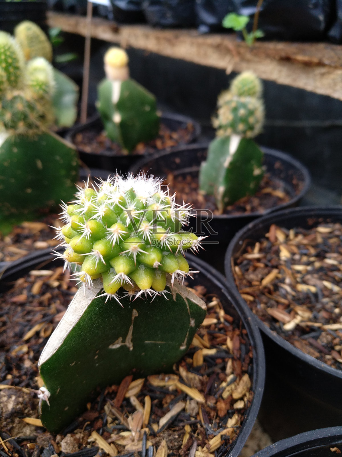 嫁接仙人掌栽培照片摄影图片