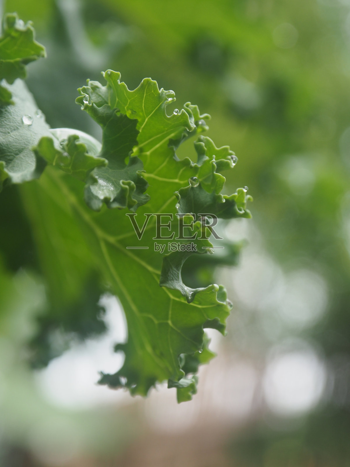 绿叶甘蓝蔬菜园照片摄影图片