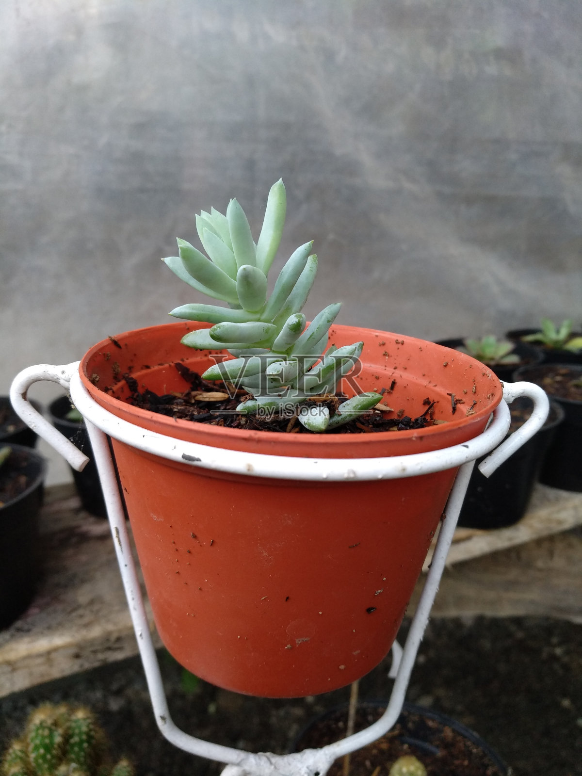 哈利·巴特菲尔德的多肉菜照片摄影图片