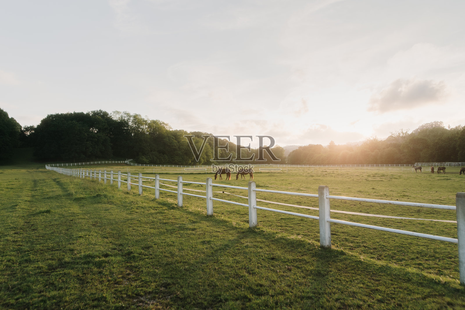 牧场上的马照片摄影图片