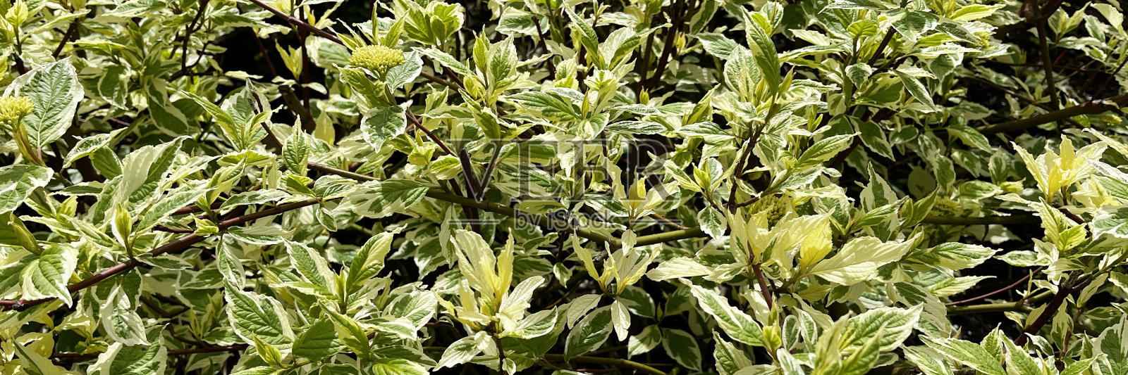 郁郁葱葱的绿叶背景体现了新鲜和自然，展示了充满活力的树叶和植物之美。照片摄影图片