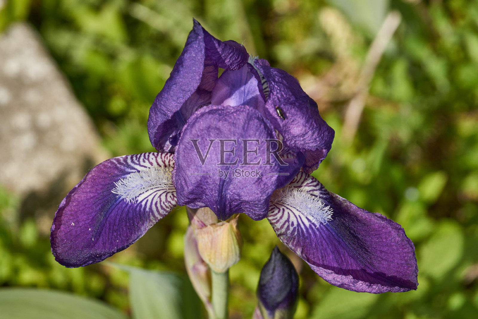 鸢尾花在花园里盛开。特写镜头。照片摄影图片