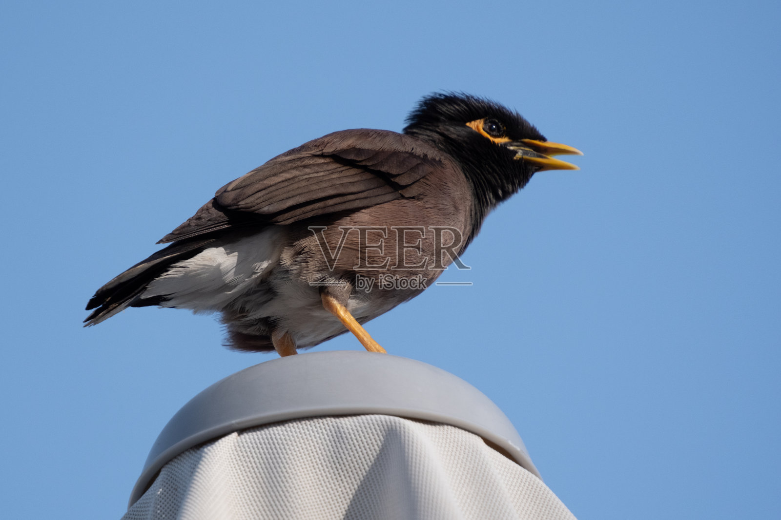 八哥鸟的特写照片摄影图片