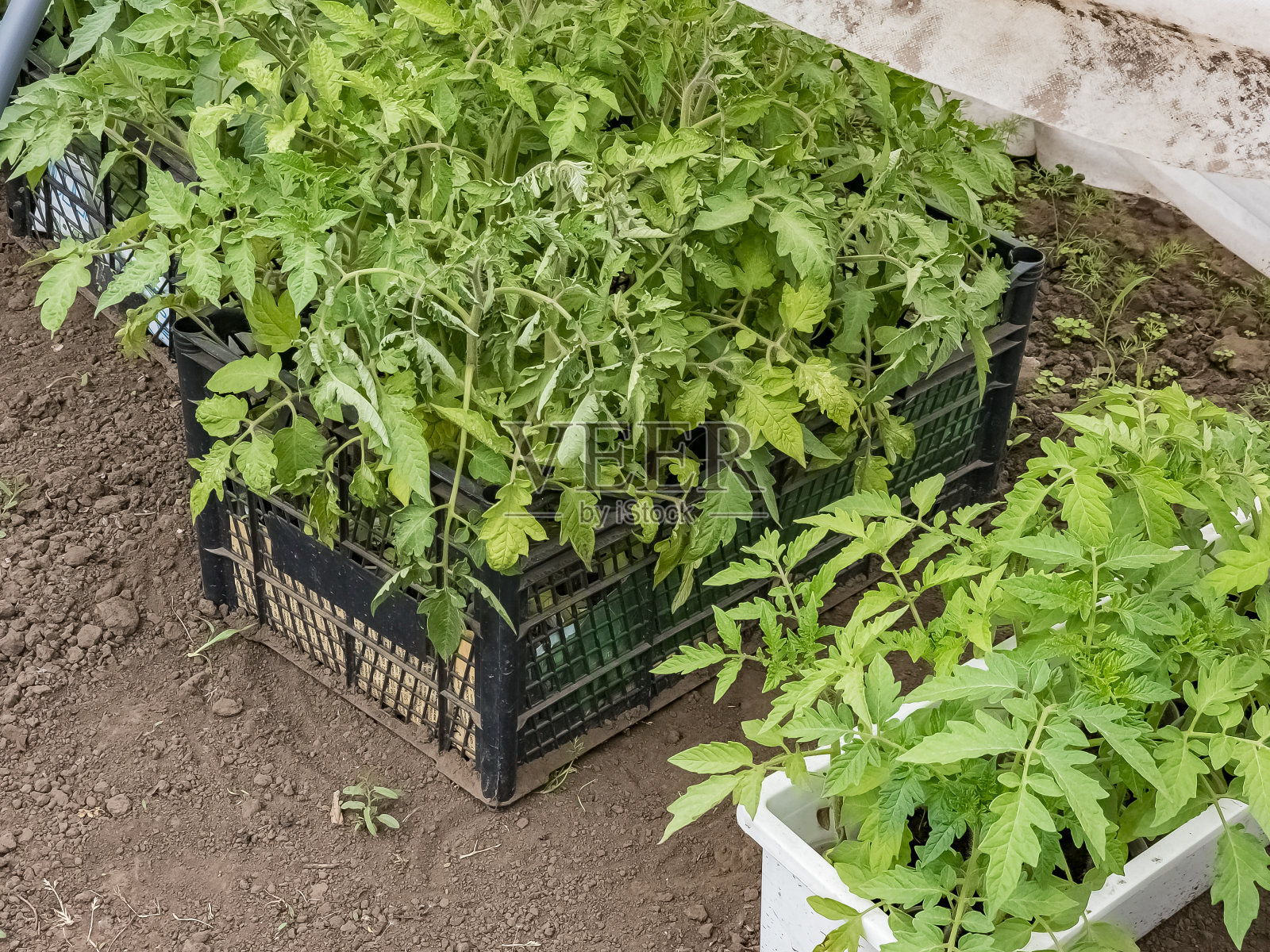 温室里箱子里各种蔬菜的幼苗。第一片叶子照片摄影图片