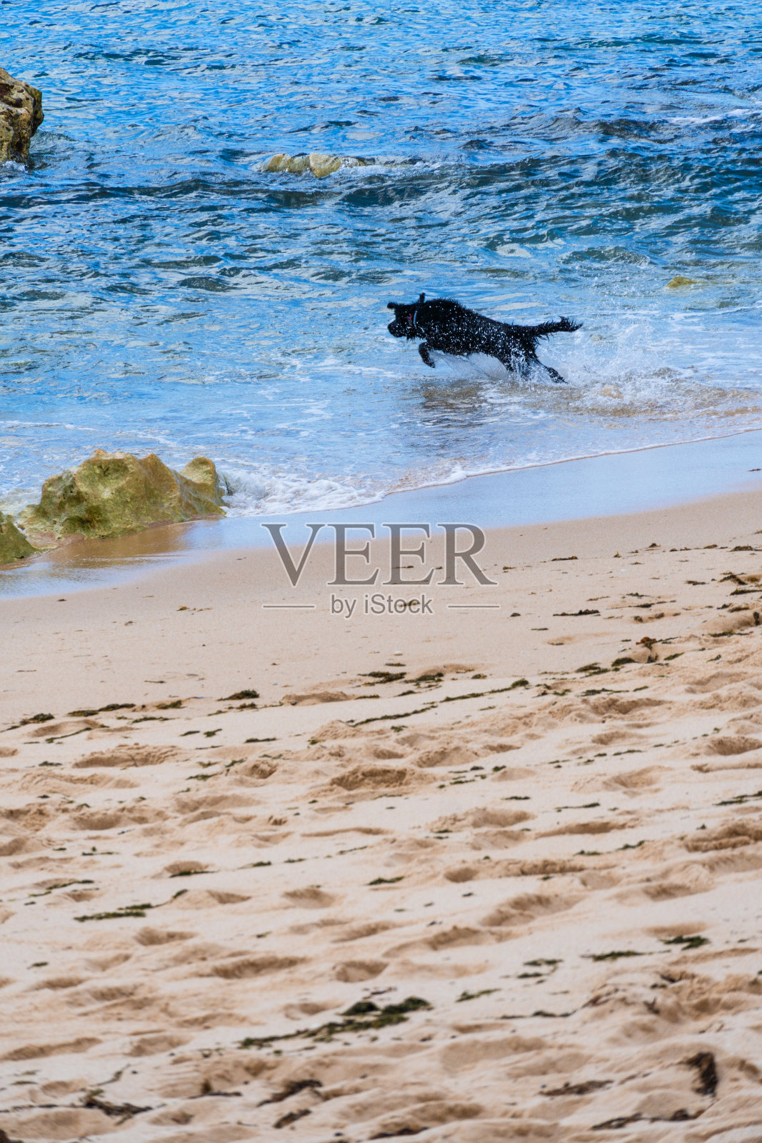 狗在沙滩上玩耍。到海里去拿玩具。湿的狗。阳光灿烂的日子照片摄影图片