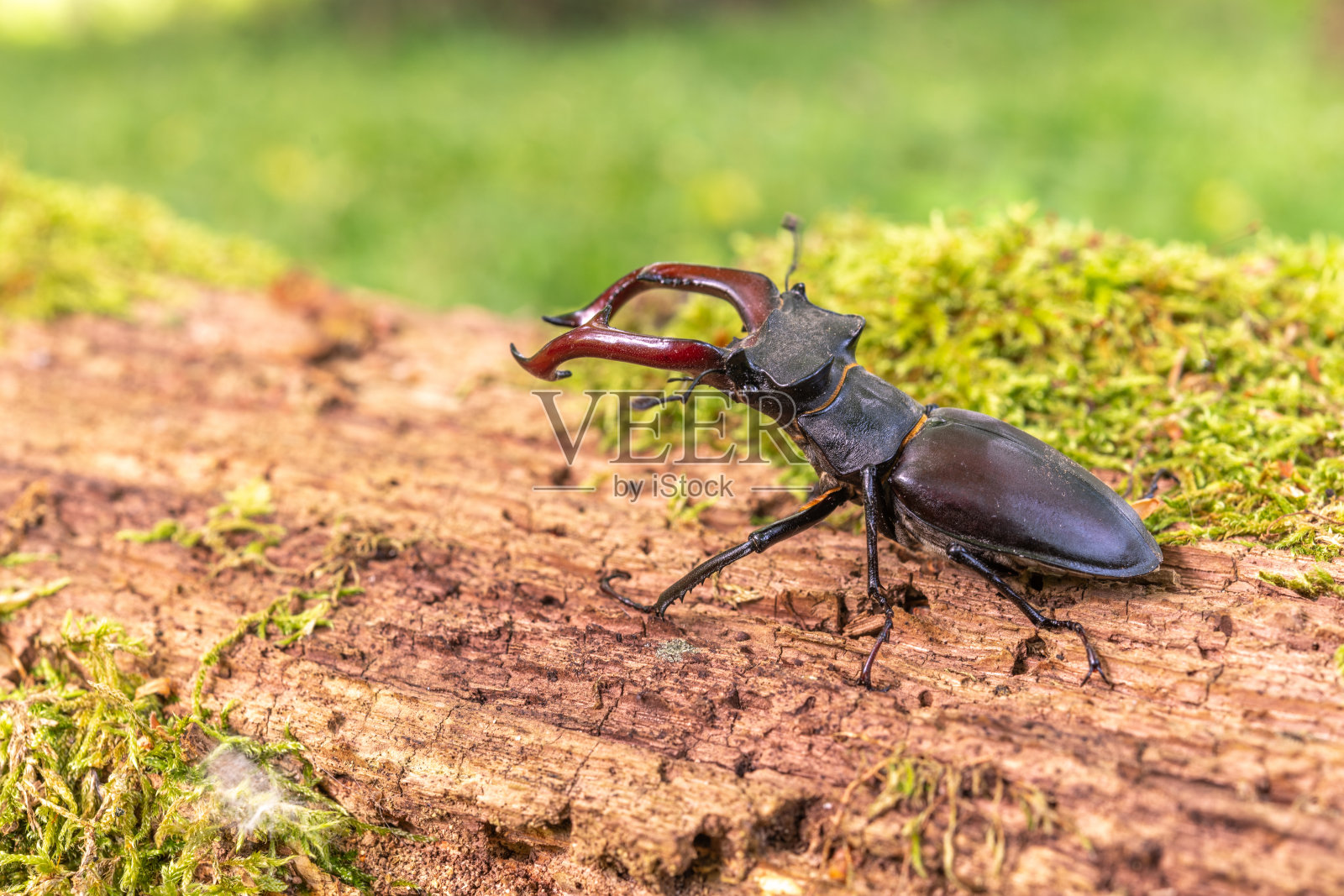 春天，森林里一棵死树的树干上的雄鹿甲虫风筝(鹿角鹿)。照片摄影图片
