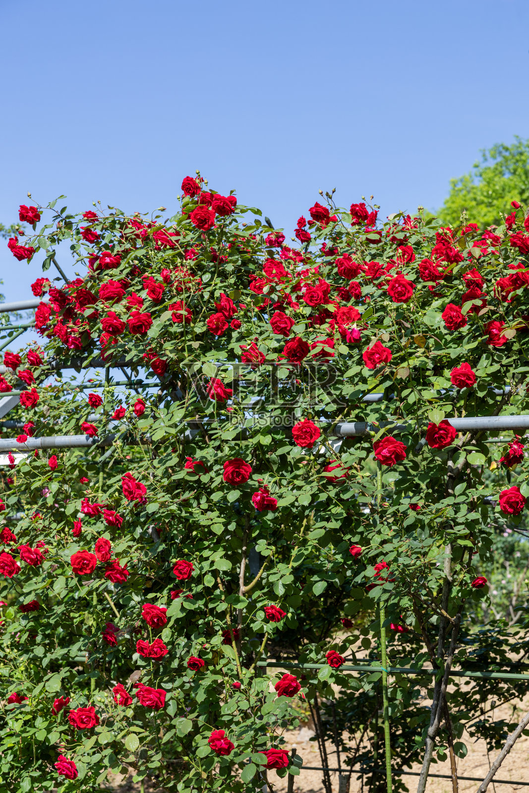 玫瑰园里盛开着美丽的红玫瑰。照片摄影图片
