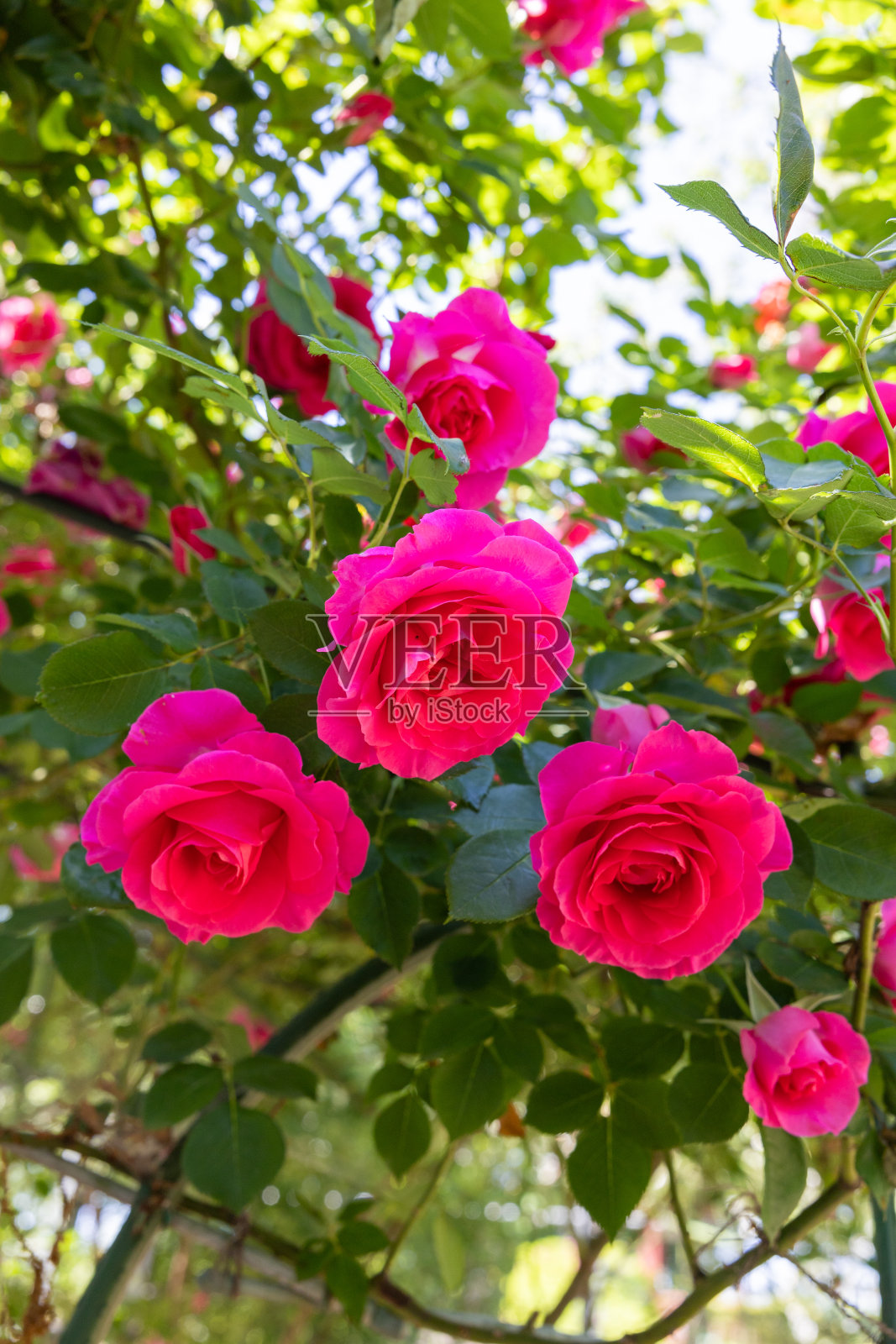 玫瑰园里盛开着美丽的粉红玫瑰。照片摄影图片