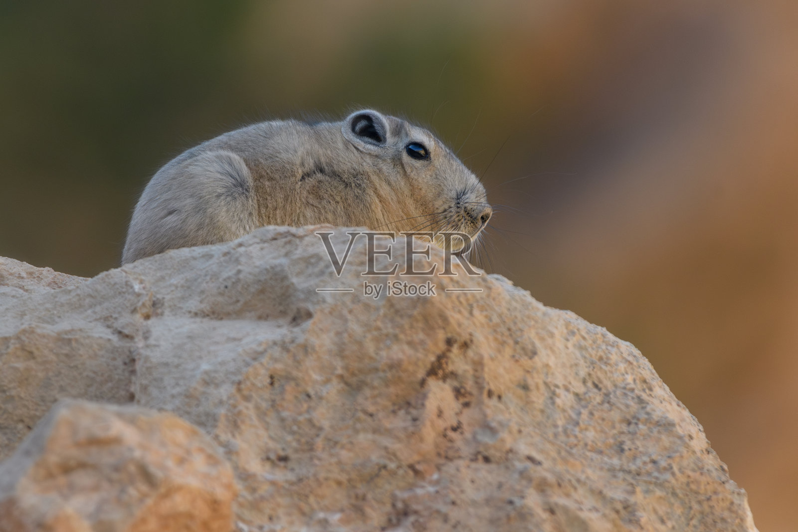 阿特拉斯·冈迪的特写照片摄影图片