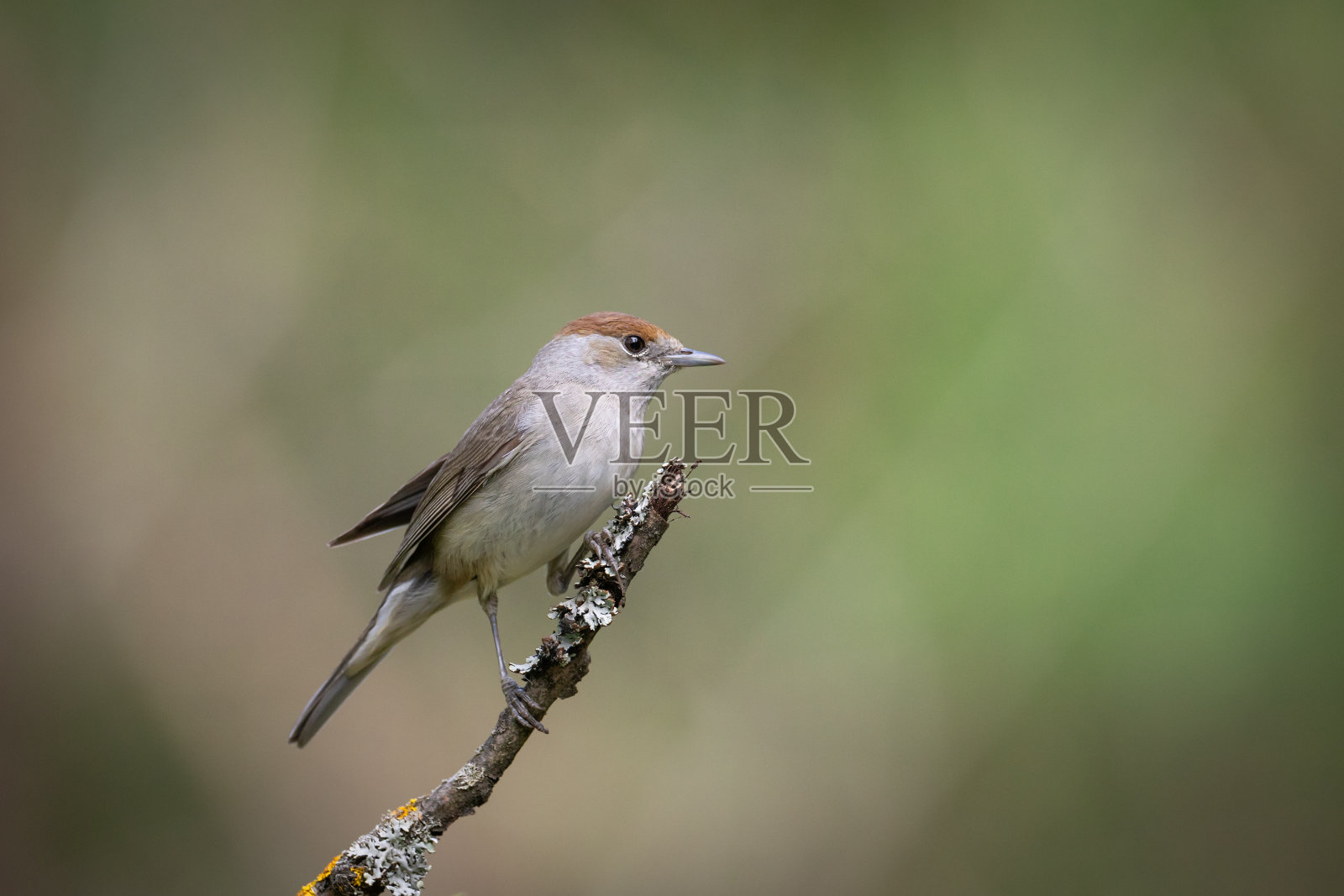 鸟-雌性黑冠西尔维亚，夏季，波兰，欧洲照片摄影图片